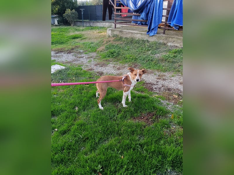 Xena – Junge Hündin sucht Ihr Vertrauen