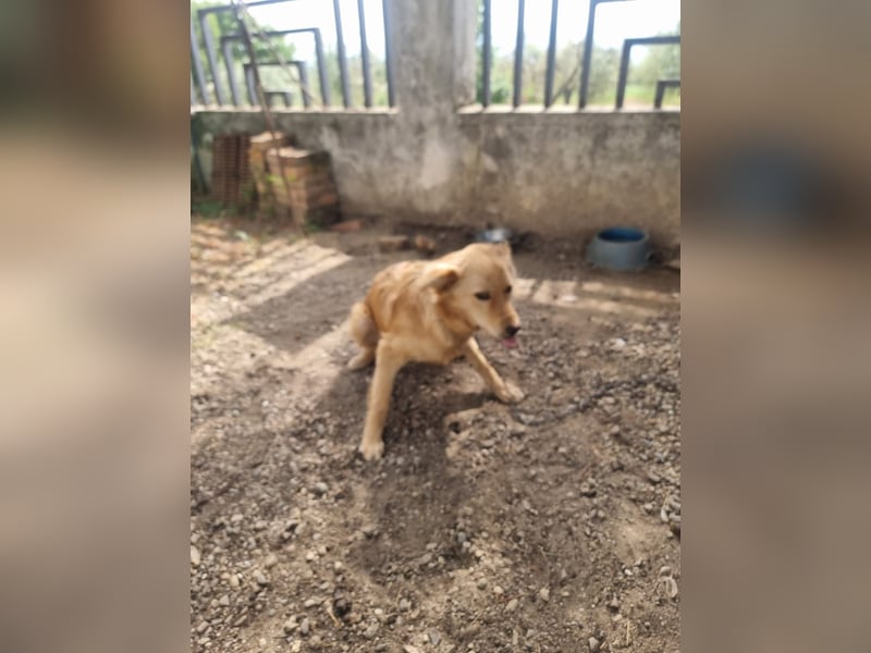 Rocky wünscht sich ein Leben ohne Kette