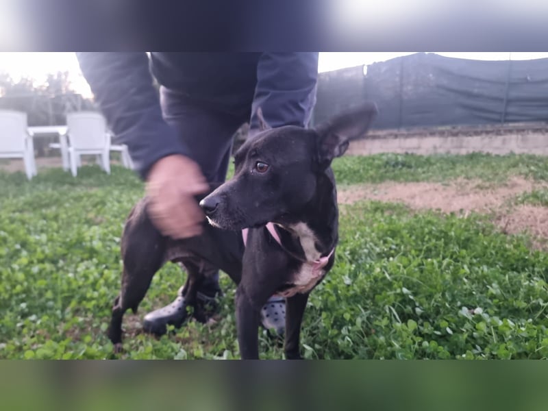 Bamby wartet auf ihre Chance!