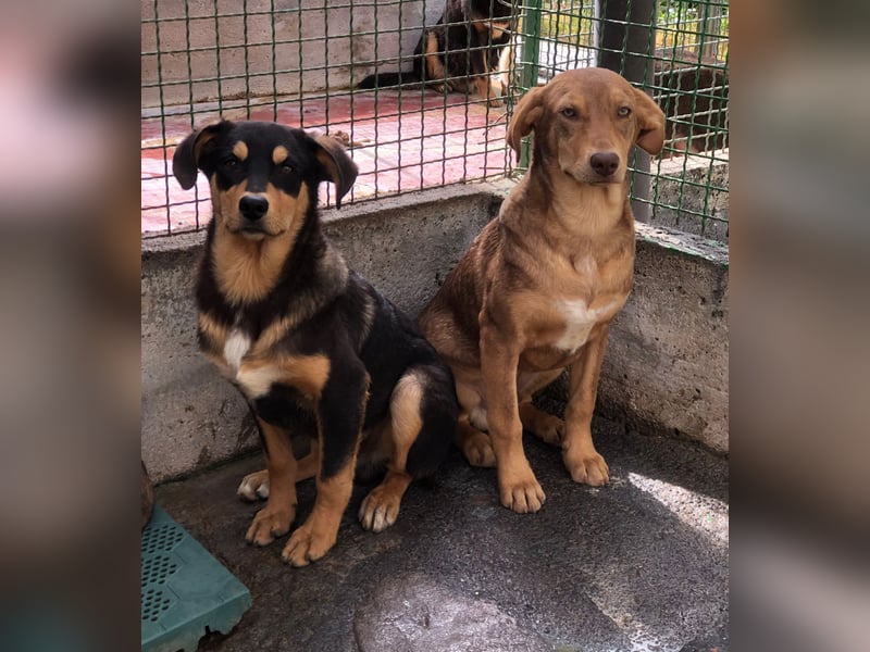 Toller Hundejunge Benny sucht Sie!