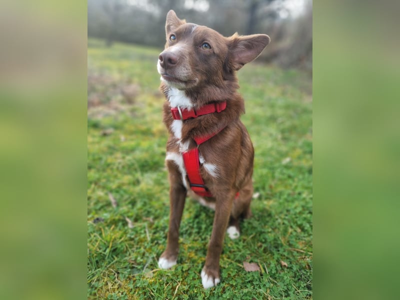 Adoption abgesagt – STELLINA BRAUCHT DRINGEND EIN ZUHAUSE!