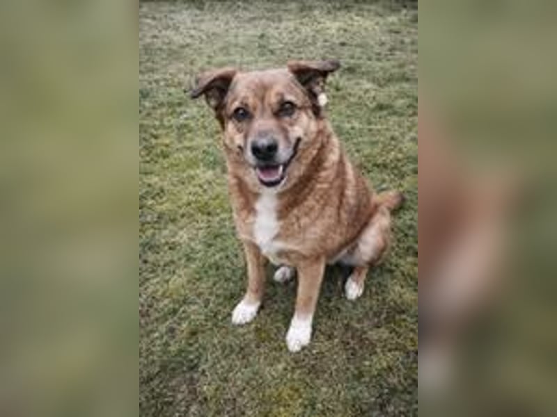 Lilly braucht einen neuen Kumpel!