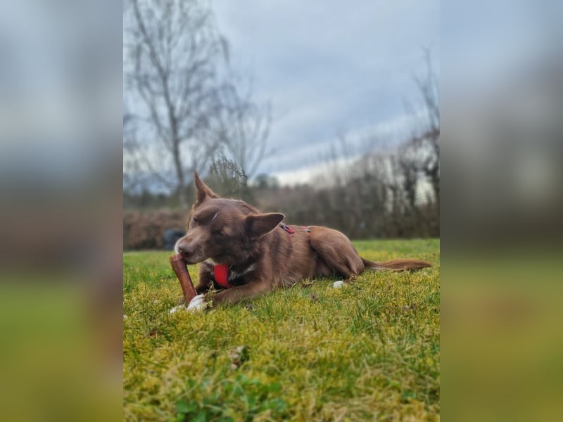 Adoption abgesagt – STELLINA BRAUCHT DRINGEND EIN ZUHAUSE!