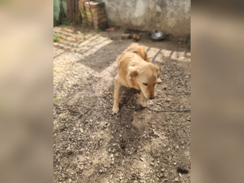 Rocky wünscht sich ein Leben ohne Kette
