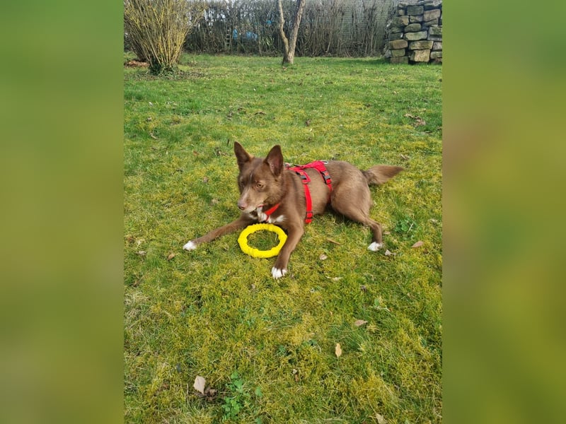 Adoption abgesagt – STELLINA BRAUCHT DRINGEND EIN ZUHAUSE!