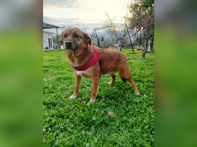 Lilly braucht einen neuen Kumpel!