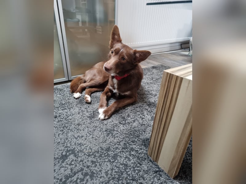 Adoption abgesagt – STELLINA BRAUCHT DRINGEND EIN ZUHAUSE!