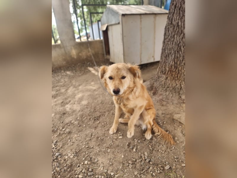 Rocky wünscht sich ein Leben ohne Kette