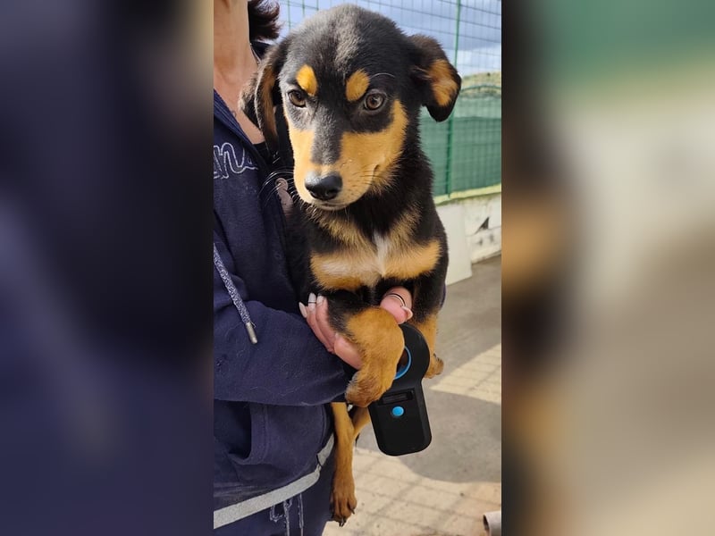 Schöne Bonnie wünscht sich eine Couch