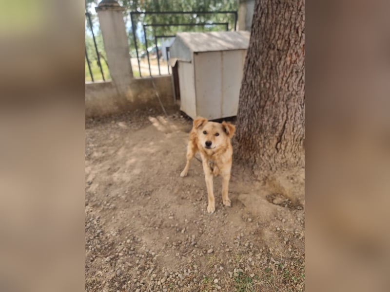 Rocky wünscht sich ein Leben ohne Kette