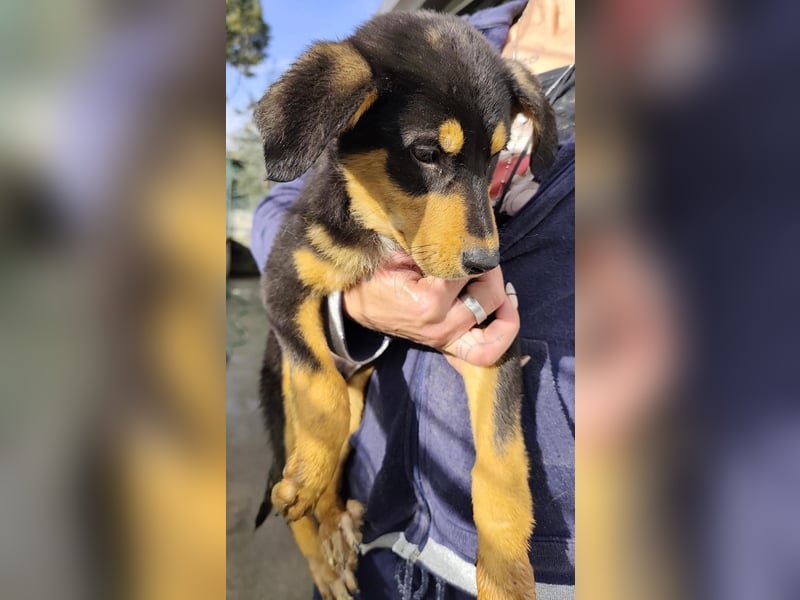 Toller Hundejunge Benny sucht Sie!