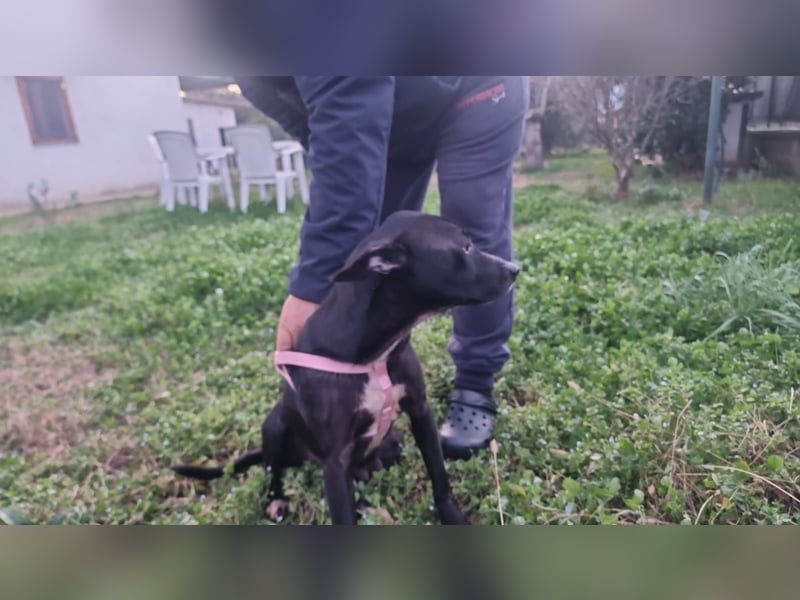 Bamby wartet auf ihre Chance!