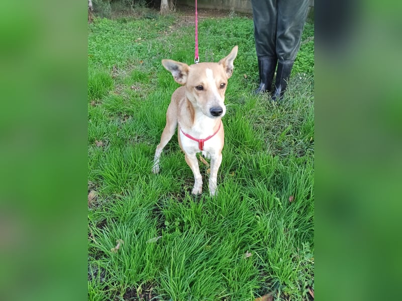 Gad–vom Rand der Straße in Ihr Herz!