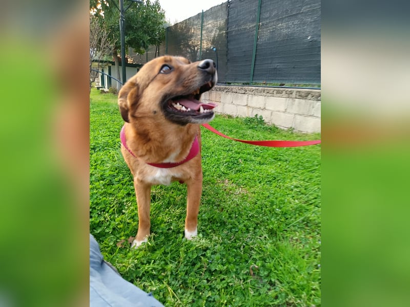 Lilly braucht einen neuen Kumpel!