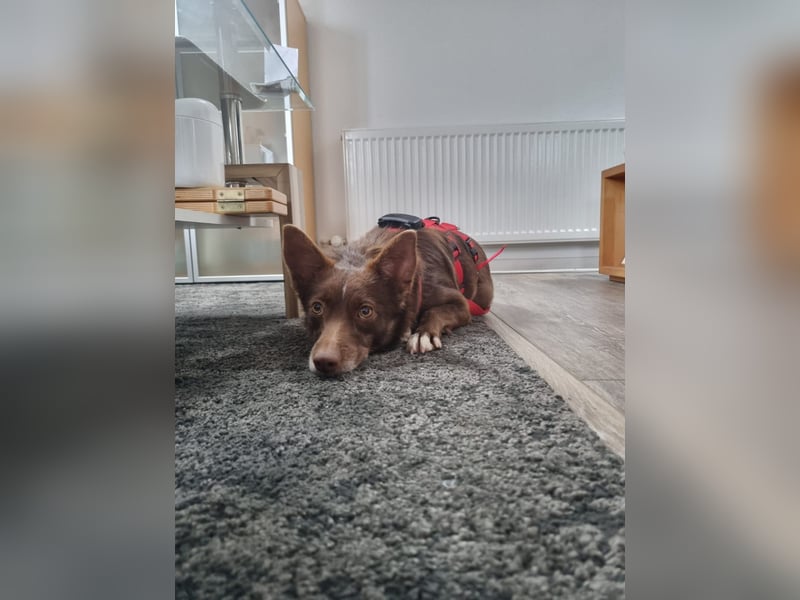 Adoption abgesagt – STELLINA BRAUCHT DRINGEND EIN ZUHAUSE!