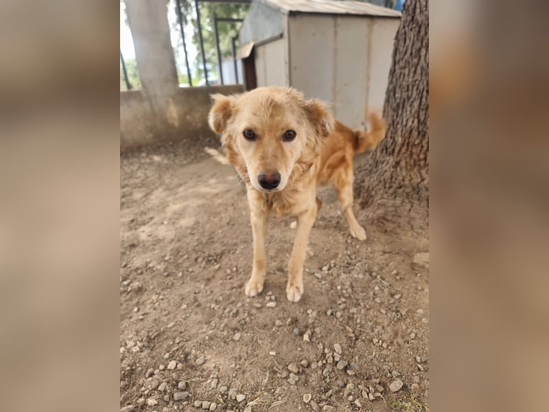 Rocky wünscht sich ein Leben ohne Kette
