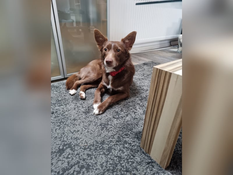 Adoption abgesagt – STELLINA BRAUCHT DRINGEND EIN ZUHAUSE!