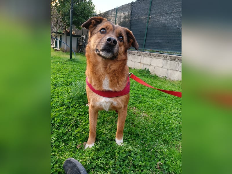 Lilly braucht einen neuen Kumpel!