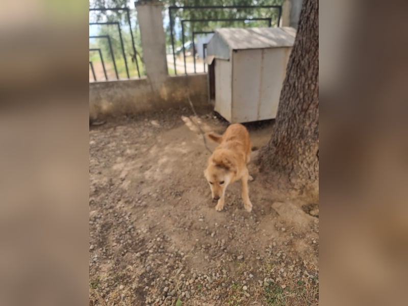 Rocky wünscht sich ein Leben ohne Kette