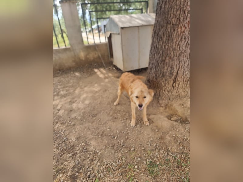 Rocky wünscht sich ein Leben ohne Kette