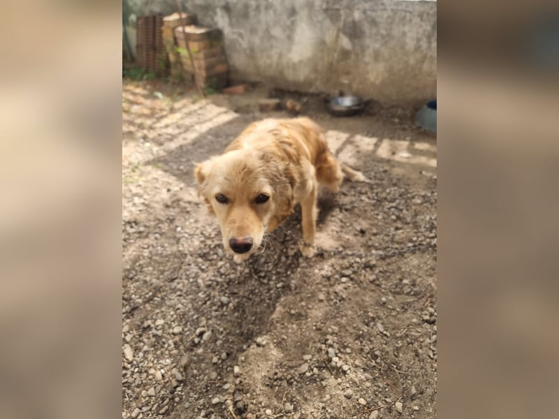 Rocky wünscht sich ein Leben ohne Kette