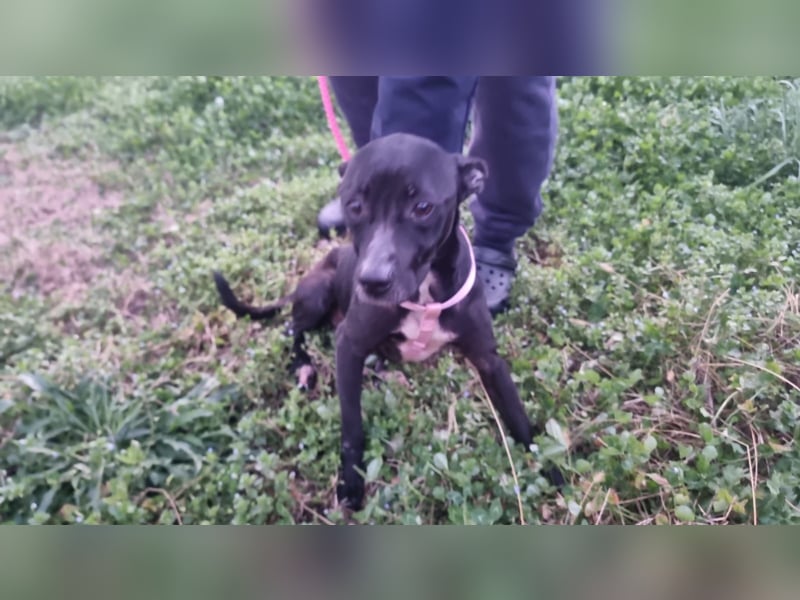 Bamby wartet auf ihre Chance!