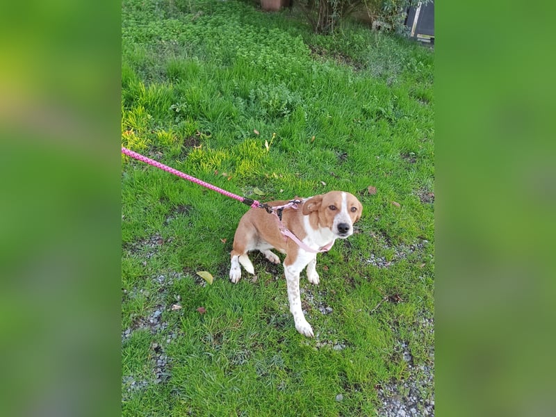 Xena – Junge Hündin sucht Ihr Vertrauen