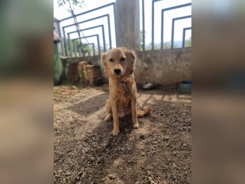 Rocky wünscht sich ein Leben ohne Kette