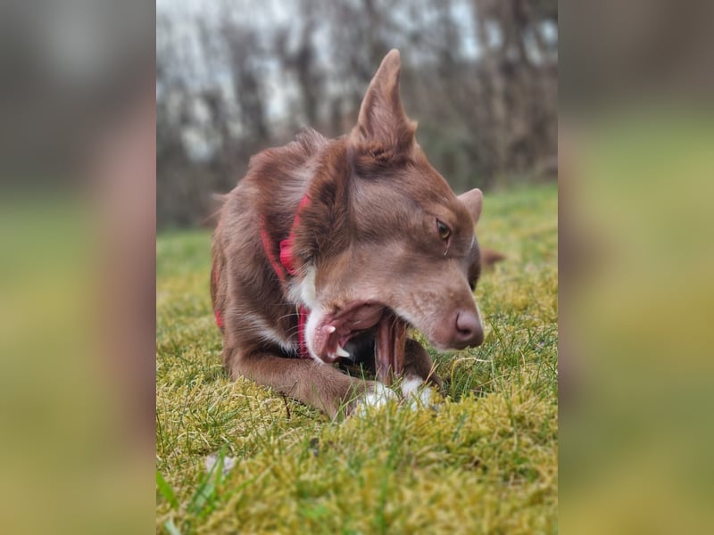 Adoption abgesagt – STELLINA BRAUCHT DRINGEND EIN ZUHAUSE!