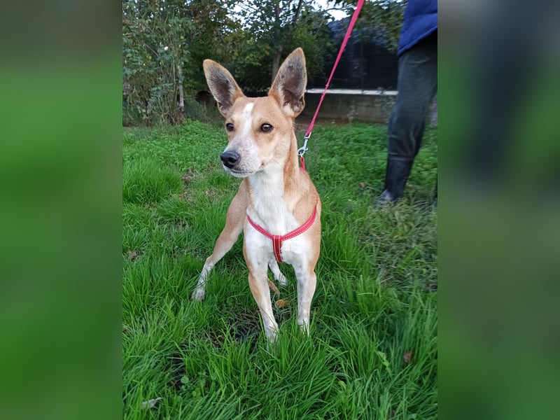 Gad–vom Rand der Straße in Ihr Herz!