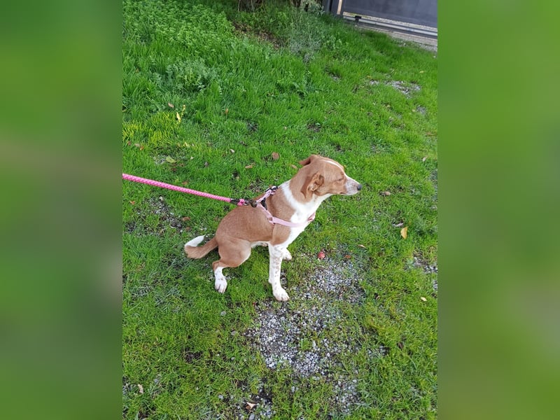 Xena – Junge Hündin sucht Ihr Vertrauen