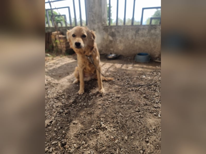 Rocky wünscht sich ein Leben ohne Kette