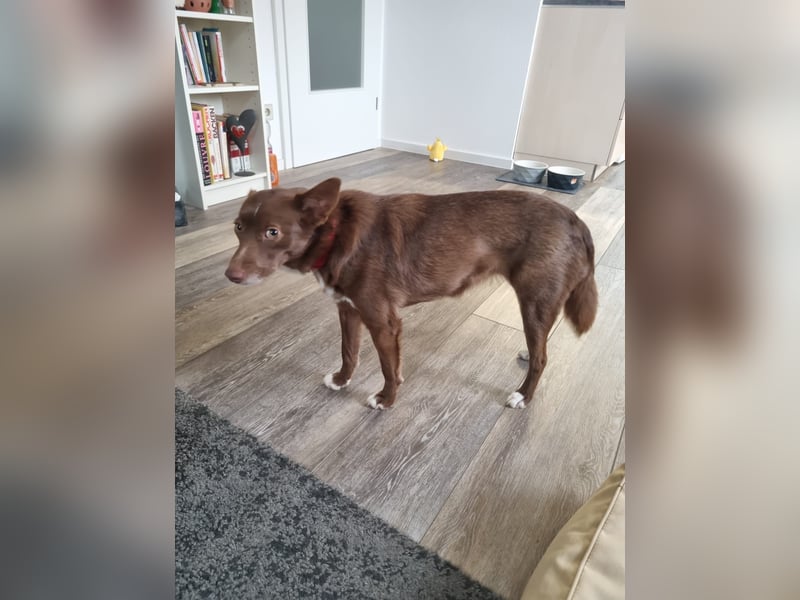 Adoption abgesagt – STELLINA BRAUCHT DRINGEND EIN ZUHAUSE!