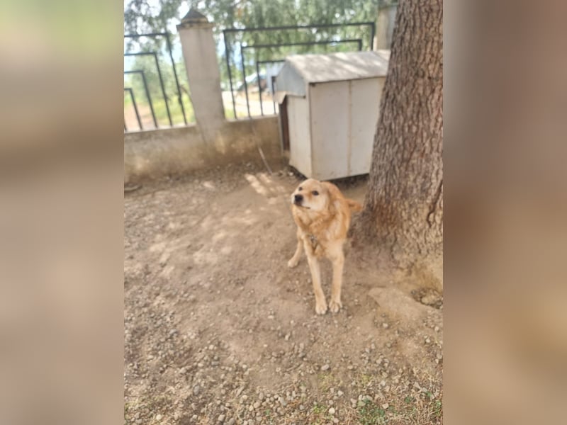 Rocky wünscht sich ein Leben ohne Kette