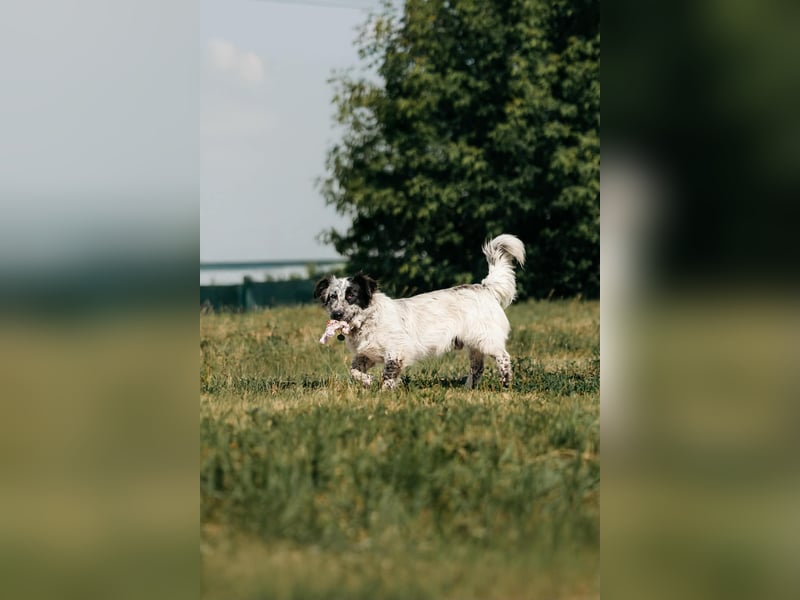 Wunderbarer Fendi sucht liebevolles Zuhause
