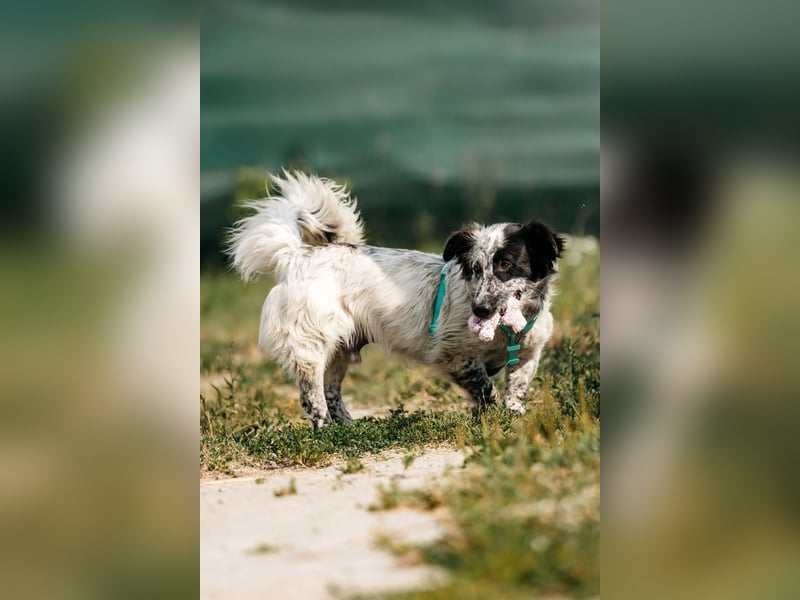 Wunderbarer Fendi sucht liebevolles Zuhause