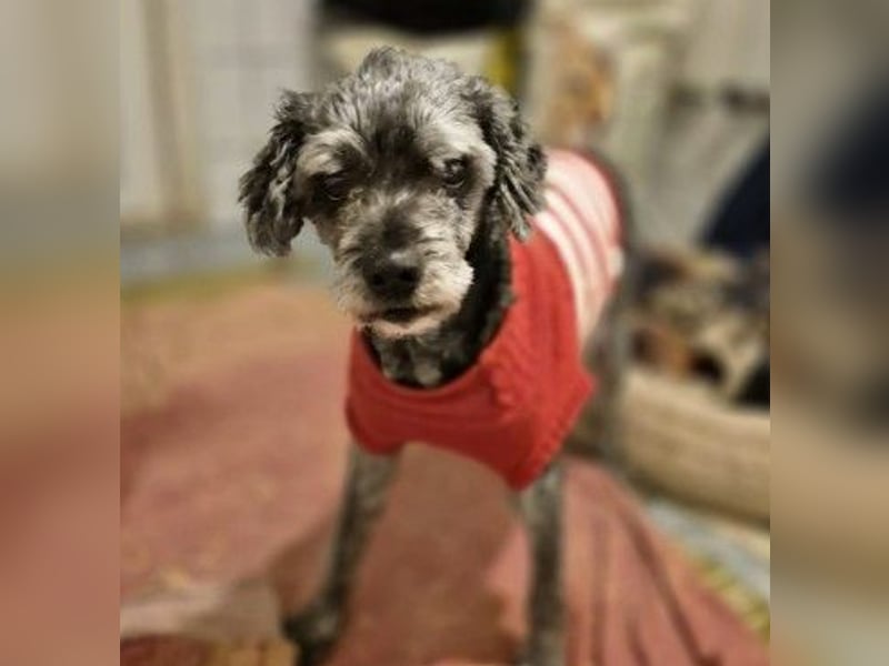 ROCKY : Ciao, altes Leben - Hallo, Happy End!