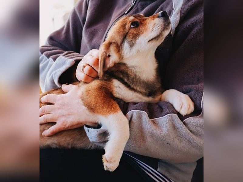 zauberhaftes Welpenmädchen Zoey