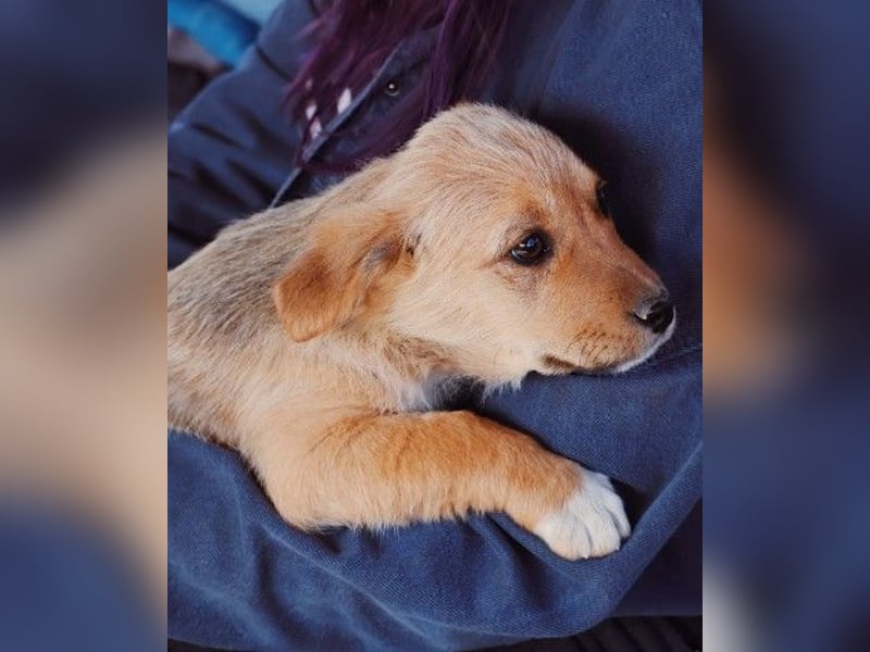 zauberhaftes Welpenmädchen Merica