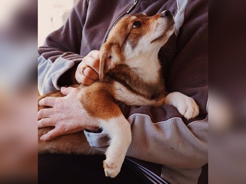 zauberhaftes Welpenmädchen Zoey
