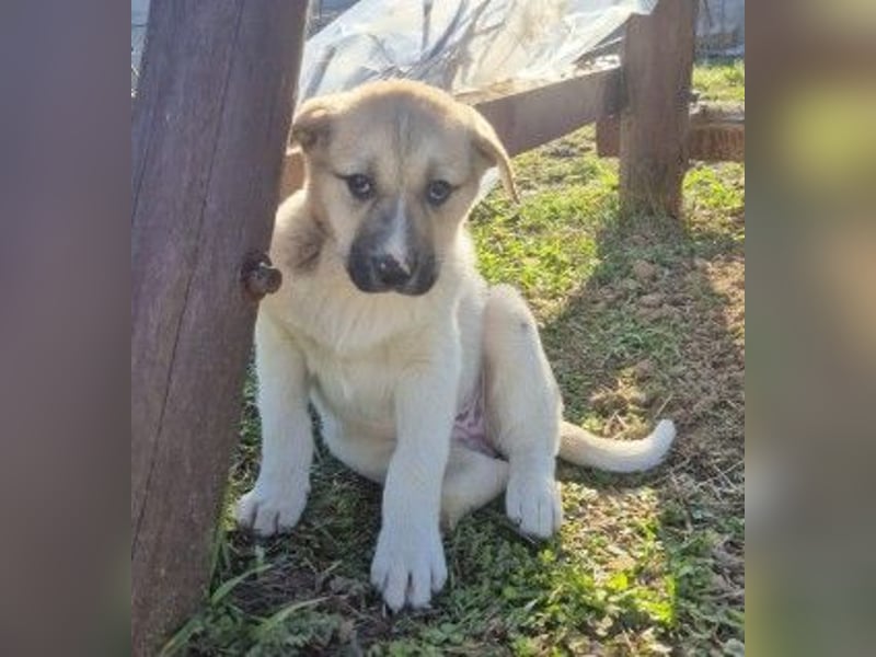 Zauberhaftes Welpenmädchen Elara sucht ihre Familie