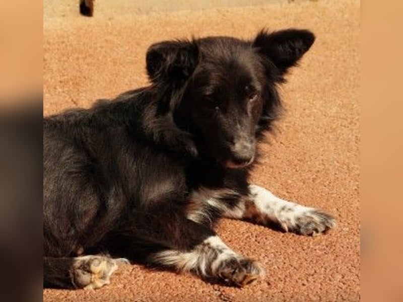 MINA - freundliche Hündin sucht ein liebevolles Zuhause