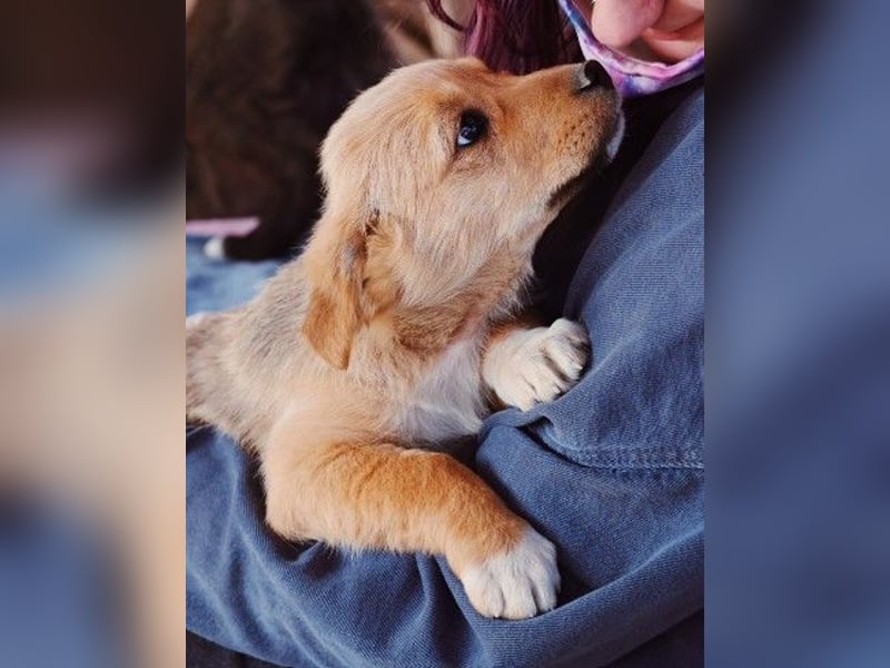 zauberhaftes Welpenmädchen Merica