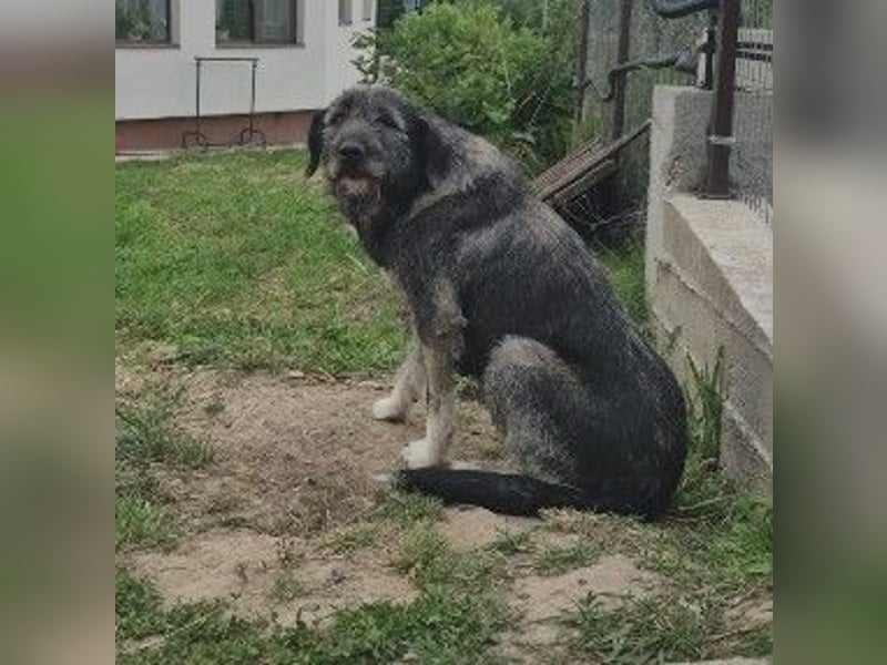 verspielte & vorsichtige ELSA sucht ihre Menschen