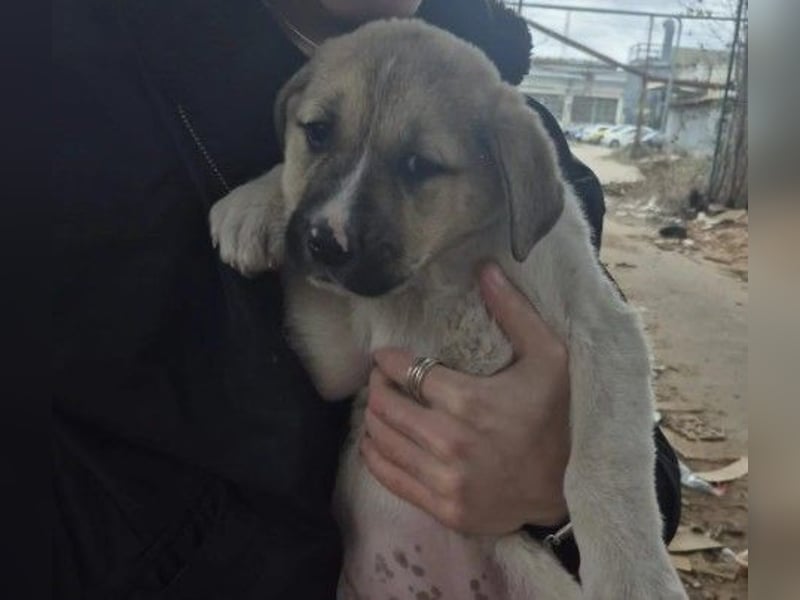 Zauberhaftes Welpenmädchen Elara sucht ihre Familie