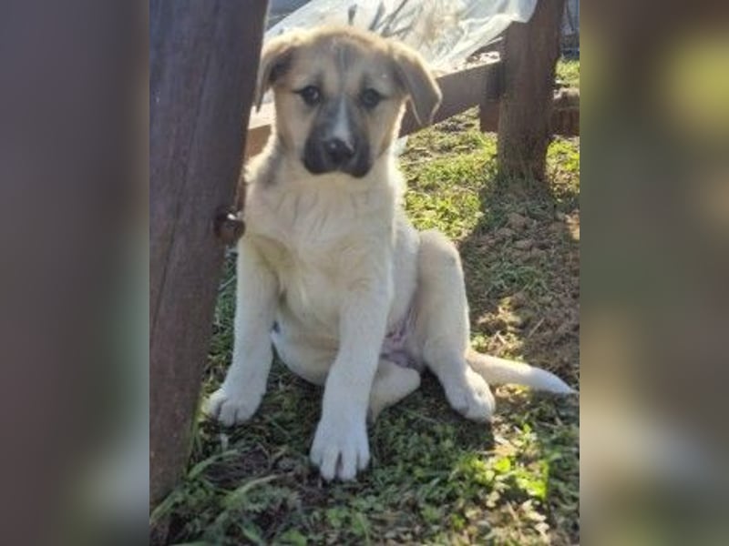 Zauberhaftes Welpenmädchen Elara sucht ihre Familie
