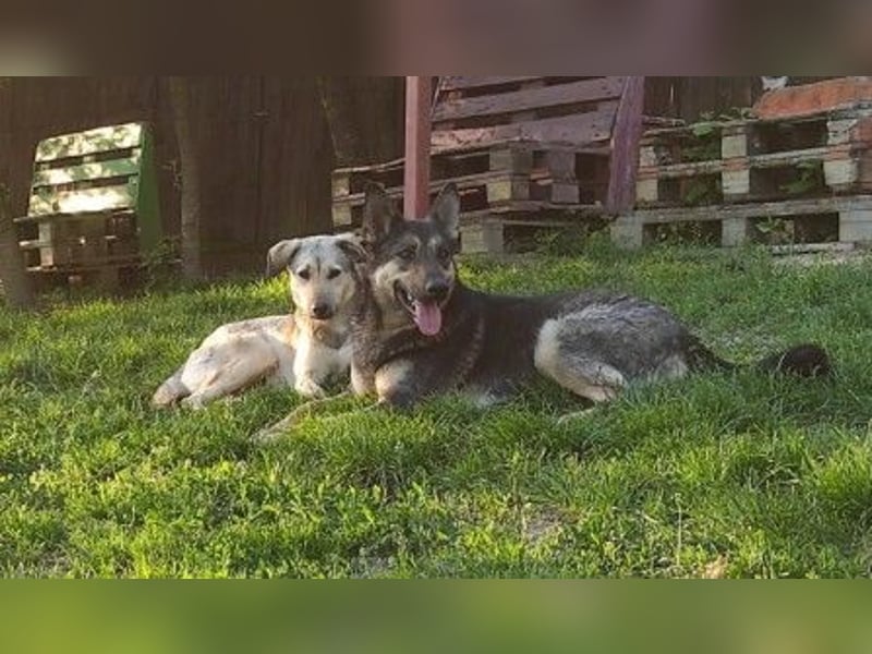 schüchterne Laura sucht