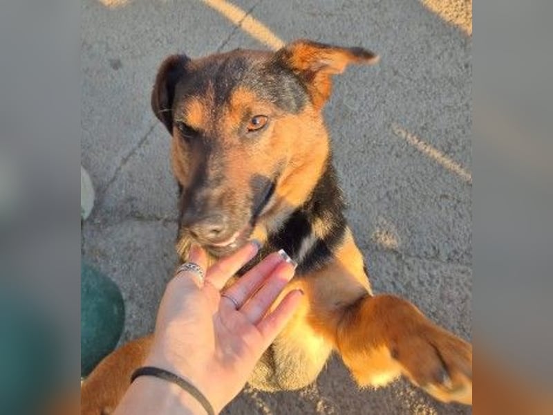 zauberhafter, lieber Trusty