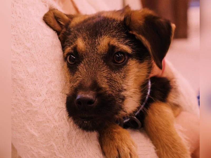 Zuckersüße, sanfte Yuna sucht ihre Herzensmenschen