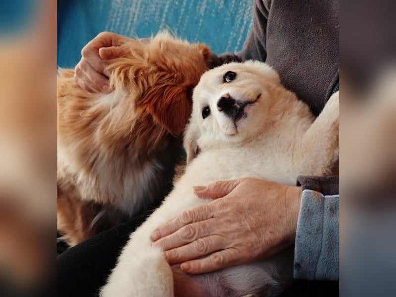 zauberhafter Welpe Zora